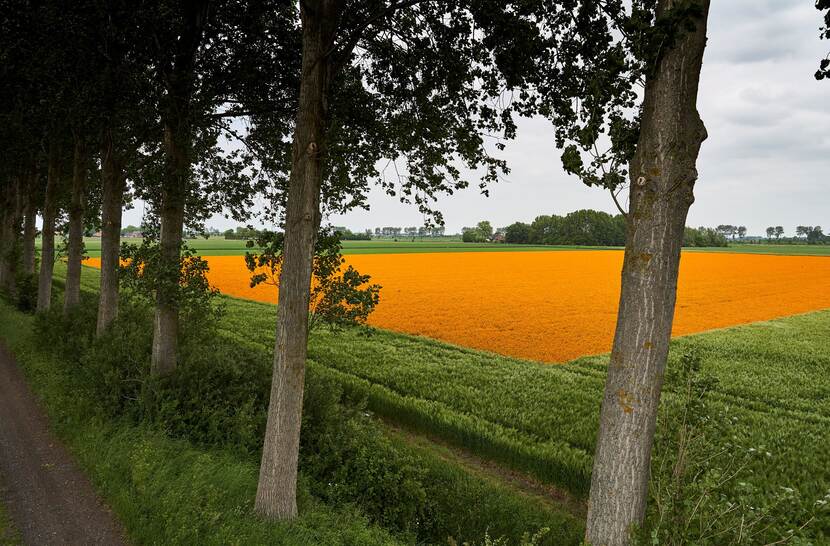 Landschap met oranje bloemen